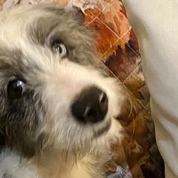 Aussiedoodles, Bernedoodles, and Goldendoodles from Arizona Goldendoodles