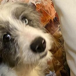 Aussiedoodles, Bernedoodles, and Goldendoodles from Arizona Goldendoodles