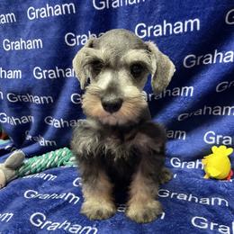 Blue collar - Salt and pepper male Miniature Schnauzer puppy in Comer, Georgia from Water Oak Farm
