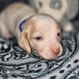 Dachshund Puppies from Neeley Family's Weenies