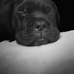Cane Corso Puppies from Samantha Jackson