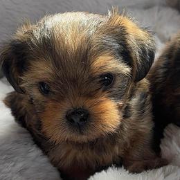Ozzy - male Yorkipoo puppy in Seattle, Washington from PNW PAWS