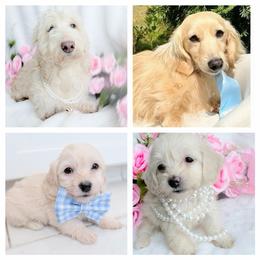 Copper cream silky wire - Cream male Dachshund puppy in Richmond, Virginia from Irresistible Dachshunds & Cavaliers