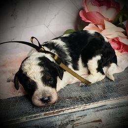 Cooper - Black white and tan male Springerdoodle puppy in Fargo, North Dakota from Dakota SpringerDoodles