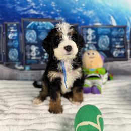 Woody - Tri-color male Bernedoodle puppy in Lake Panasoffkee, Florida from Donnas Deluxe Doodles LLC