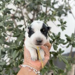 Betsy - Blue speckled female Australian Cattle Dog puppy in Sahuarita, Arizona from A2 Australian Cattle Dogs