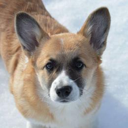 Kiki - Pembroke Welsh Corgi