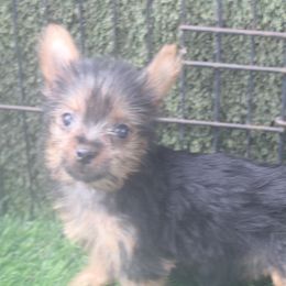 Krystal Girl - Silky Terrier puppy from Delayre Kennels