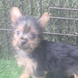 Krystal Girl - Silky Terrier puppy from Delayre Kennels