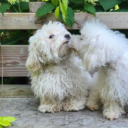 Havapoos from My Havapoo Puppy