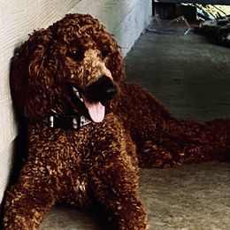 Birdie - Goldendoodle