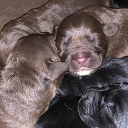 Newfoundland Puppies from Pete’s Newfies