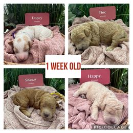 Goldendoodle Puppies from Gingerdoodles