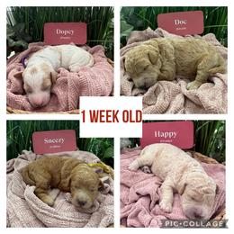 Goldendoodle Puppies from Gingerdoodles