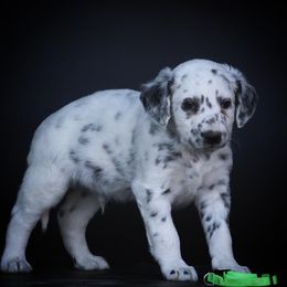 Chartrese - White and black male Dalmatian puppy in Cottage Grove, Oregon from Hidden Hills Dalmatians