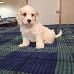Logan - Buff and white male Cockapoo puppy in Copan, Oklahoma from Tatums cavapoos