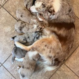 Australian Shepherd Puppies from Friendly Hills Aussies