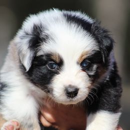 Inkling - Blue merle male Australian Shepherd puppy in Springville, Alabama from Cross Creek Aussies