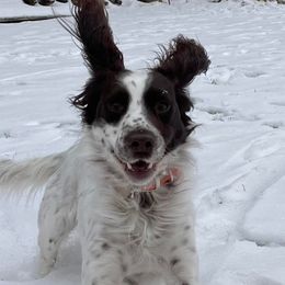 English Cocker Spaniels from Animal Rehabilitation, Therapy, Sports Medicine