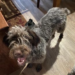 Kimber - Wirehaired Pointing Griffon