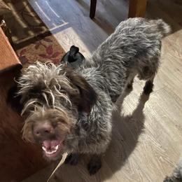 Kimber - Wirehaired Pointing Griffon