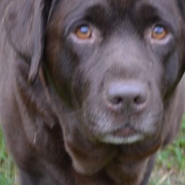 Labrador Retrievers from Anaquassacook Labradors
