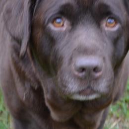 Labrador Retrievers from Anaquassacook Labradors