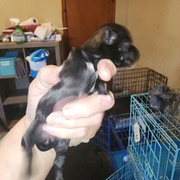 Pup 1 girl - Black and white female Havanese puppy in Cuba, Missouri from Bouncy Bubbly Havanese