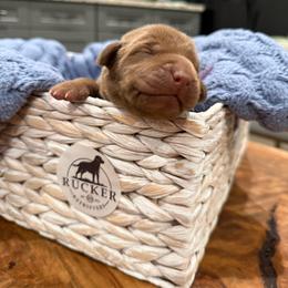 Purple collar female - Chocolate female Labrador Retriever puppy in Gainesville, Georgia from Rucker Retrievers