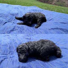 Penne - Black female Cockapoo puppy in Clarks Summit, Pennsylvania from M&M Cockapoos