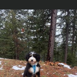 Bernedoodle All Grown Up from Boise Bernedoodles