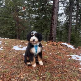 Bernedoodle All Grown Up from Boise Bernedoodles