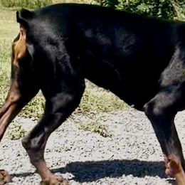Doberman Pinschers from Storm Cloud Doberman