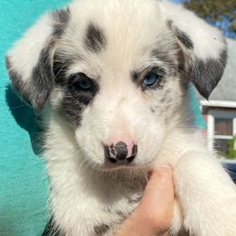 Girl 3 - female Great Dane puppy in Glenville, New York from Red Oak Farm and Kennel