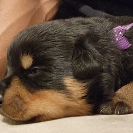 Purple Girl - Rottweiler puppy in Chesapeake, Virginia from Von Haus Wilkerson Rottweilers