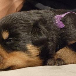 Purple Girl - Rottweiler puppy in Chesapeake, Virginia from Von Haus Wilkerson Rottweilers