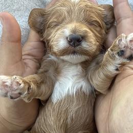Goldendoodle puppies from CorduroyDoodles