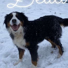 Bella - Bernedoodle