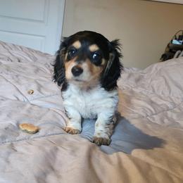 AKC Abigail - Piebald female Dachshund puppy in Geneva, Florida from TGIF Doxies