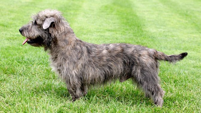 Glen of Imaal Terrier