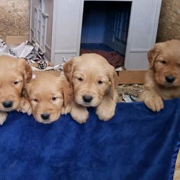 Golden Retriever Puppies from TC's Golden Ranch