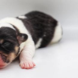 American Corgi Puppies from Diamond Corgis