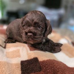 Peach - Brown female Cocker Spaniel puppy in Fresno, California from Carvajal Cockers