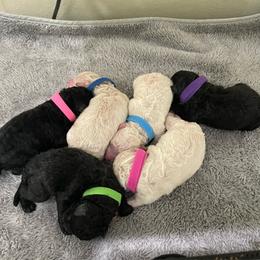 Black Boy - Black male Puli puppy in Ocala, Florida from Bowmaker Pulik
