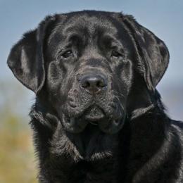 Labrador Retrievers from Somersun Labradors