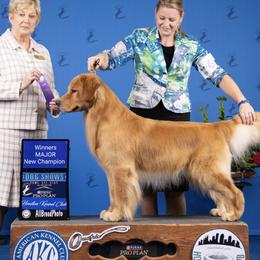 Bryner - Golden Retriever