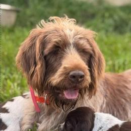 Heart - Brown and gray female Wirehaired Pointing Griffon puppy in Sheldon, Vermont from Ole Poor Farm