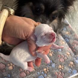 Bugsy - White male Chihuahua puppy in Summerfield, Florida from Uey’s Chihuahuas