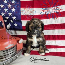 Manhattan - Sable female Cockapoo puppy in Mancelona, Michigan from Lavender poodles & doodles