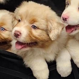 Joly ''Ember'' - Red merle female Australian Shepherd puppy in Athens, Tennessee from Mimi's Aussie